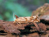 Image oder Bild f&uuml;r Pelochrista infidana, Familie Wickler, Tortricidae, Eucosmini, Kleinschmetterling, Mikro, Falter, Imago