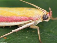 Image oder Bild f&uuml;r Oncocera semirubella, Familie Z&uuml;nsler, Pyralidae, Phycitinae, Kleinschmetterling, Mikro, Falter, Imago