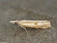 Image oder Bild f&uuml;r Agriphila inquinatella, Grasz&uuml;nsler, Familie Z&uuml;nsler, Crambinae, Scopariinae, Kleinschmetterling, Mikro, Falter, Imago