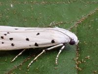 Image oder Bild f&uuml;r Myelois circumvoluta, Familie Z&uuml;nsler, Pyralidae, Phycitinae, Kleinschmetterling, Mikro, Falter, Imago