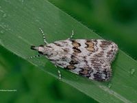 Image oder Bild f&uuml;r Scoparia pyralella, Familie Z&uuml;nsler, Pyralidae, Scopariinae, Kleinschmetterling, Mikro, Falter, Imago