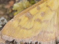 Image oder Bild f&uuml;r Mecyna auralis, Familie Z&uuml;nsler, Pyralidae, Spilomelinae, Kleinschmetterling, Mikro, Falter, Imago