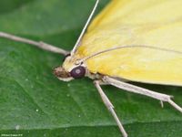 Image oder Bild f&uuml;r Mecyna lutealis, Familie Z&uuml;nsler, Pyralidae, Spilomelinae, Kleinschmetterling, Mikro, Falter, Imago