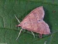 Image oder Bild f&uuml;r Udea fulvalis, Familie Z&uuml;nsler, Pyralidae, Spilomelinae, Kleinschmetterling, Mikro, Falter, Imago